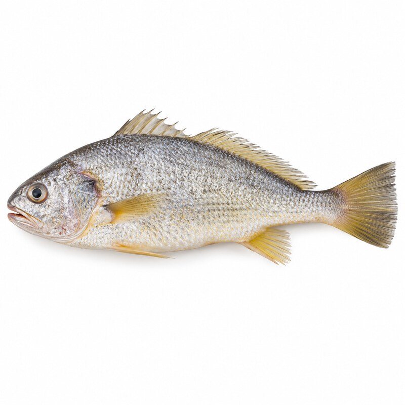 Whole Croaker Fish